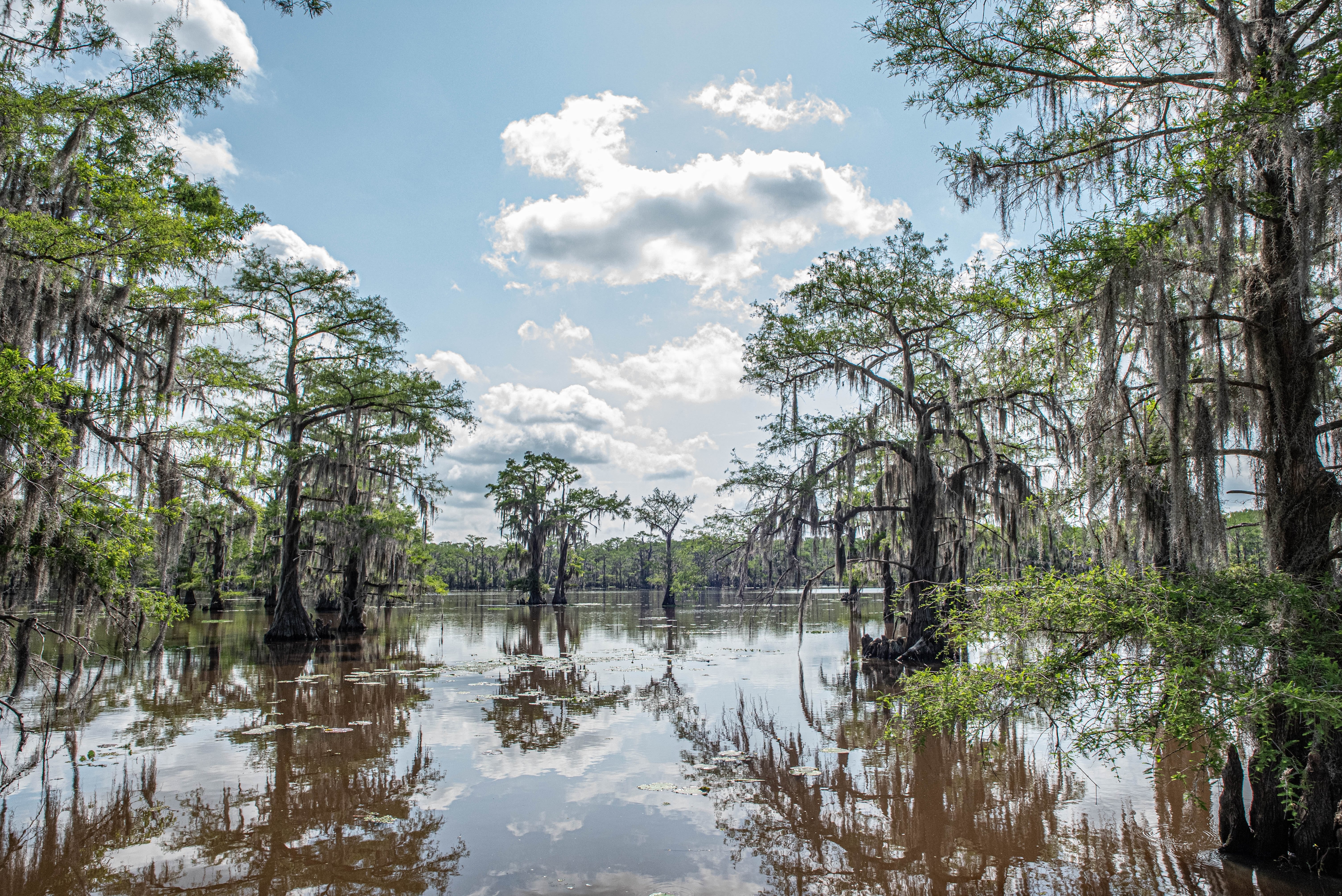 Caddo Lake State Park Landscape