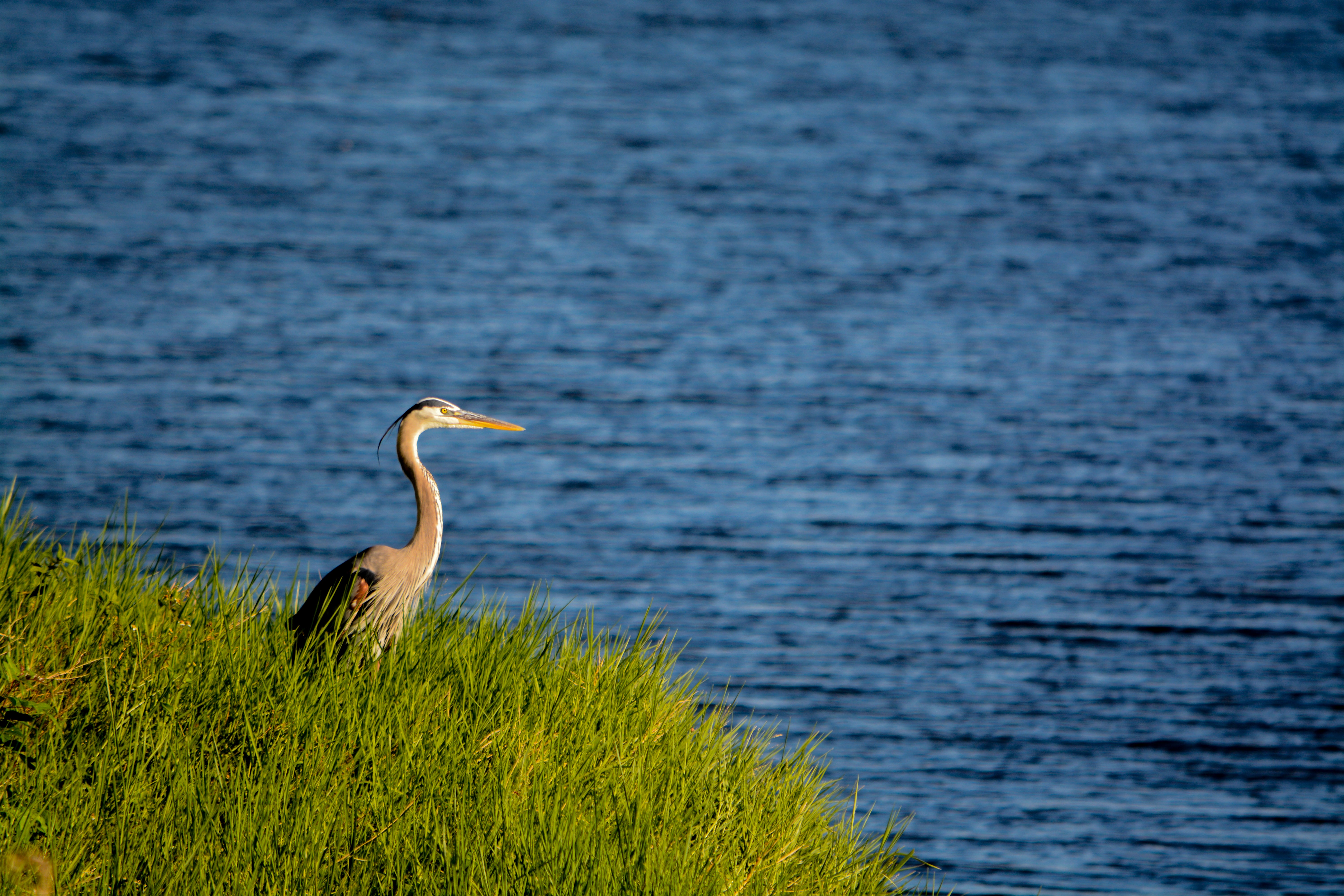 Great Blue Heron at Okeechobee lake