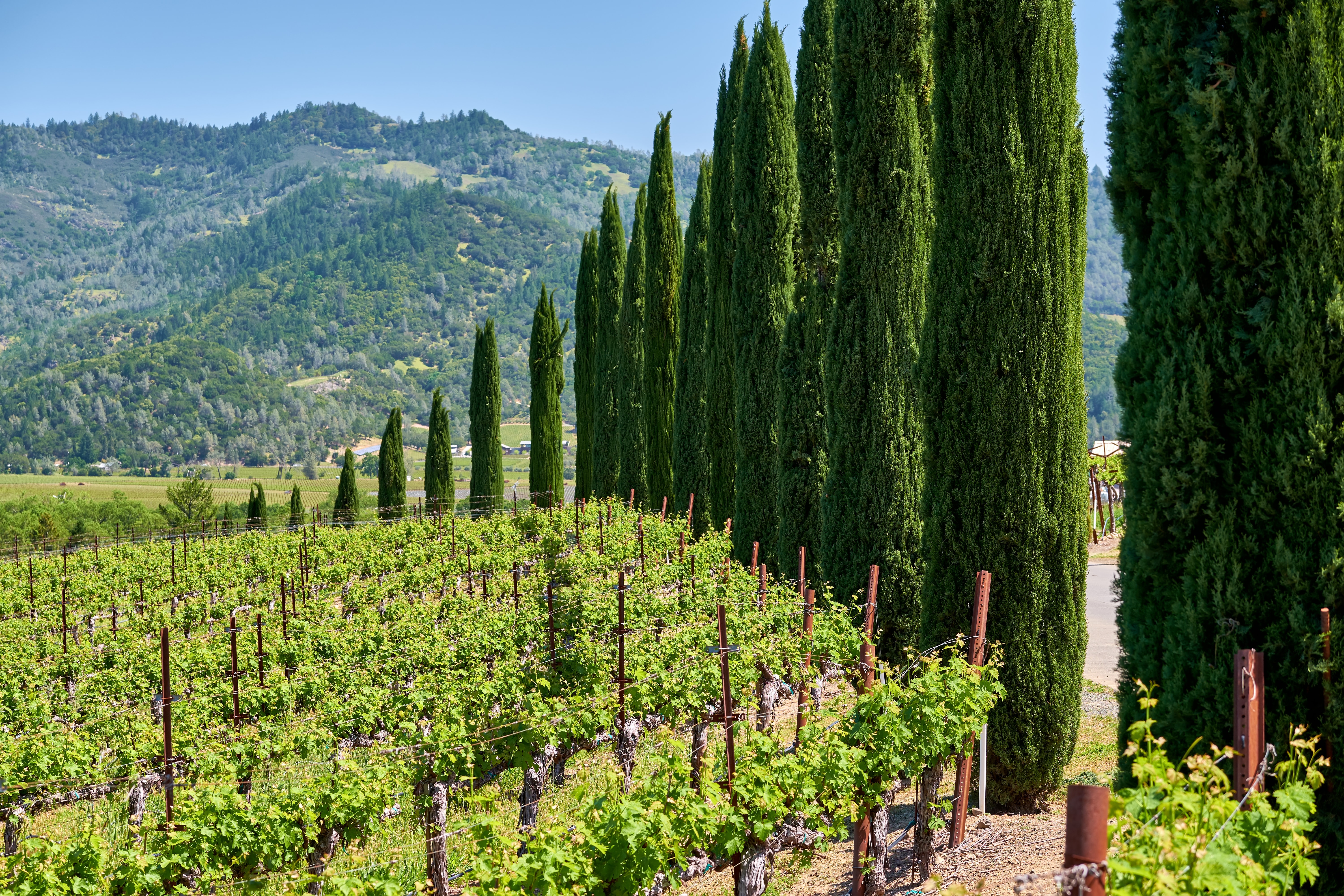 Napa Valley, California