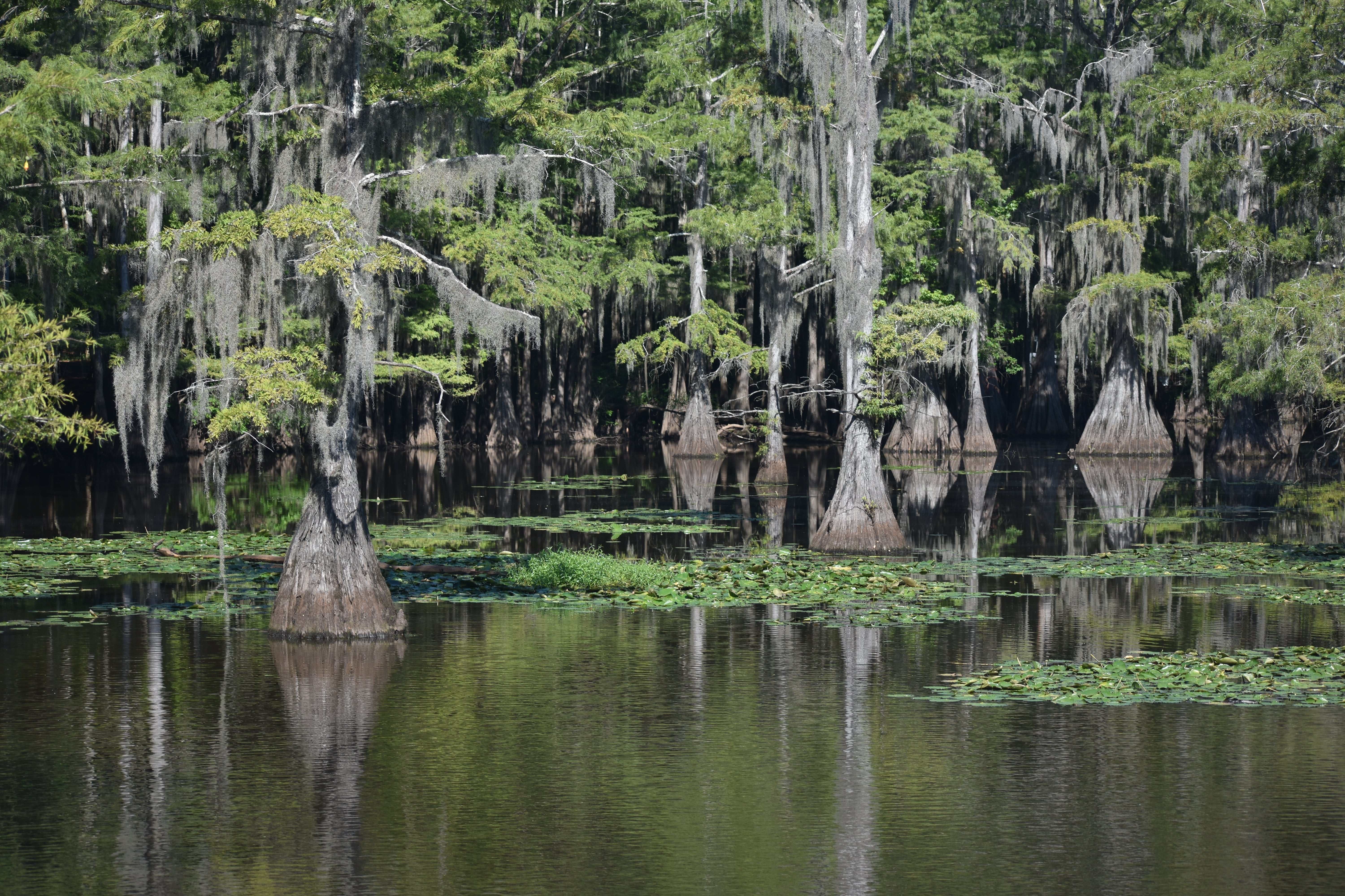 Caddo Lake Texas