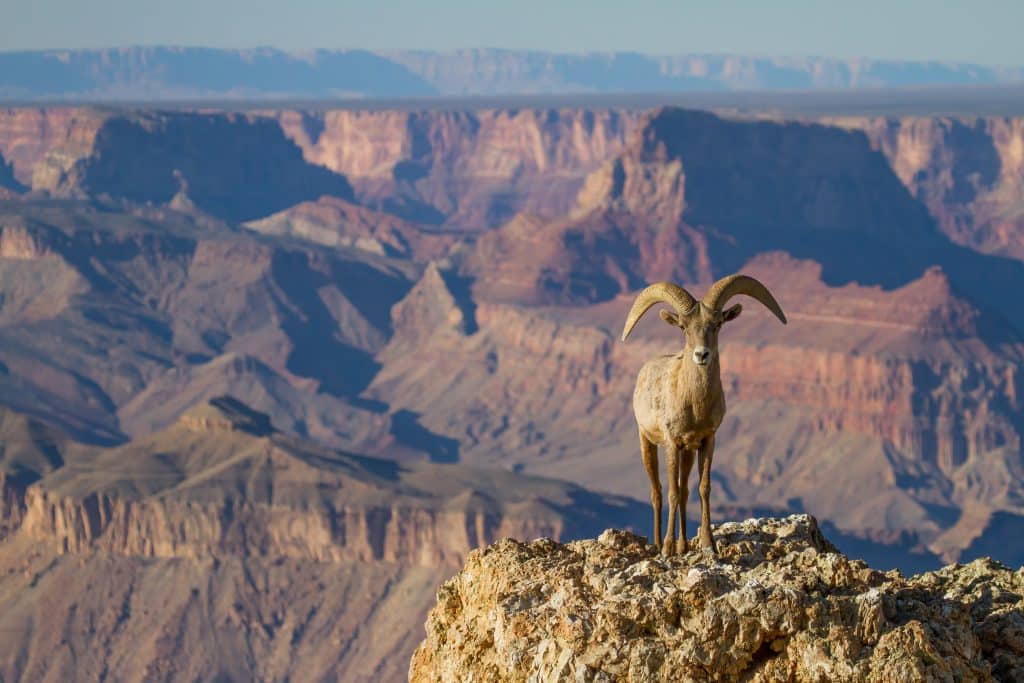 Big Horn Ram Sheep at Grand Canyon