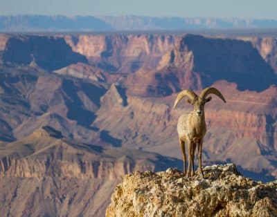 Discover Nature: Arizona National Parks Await Your Adventurous Spirit