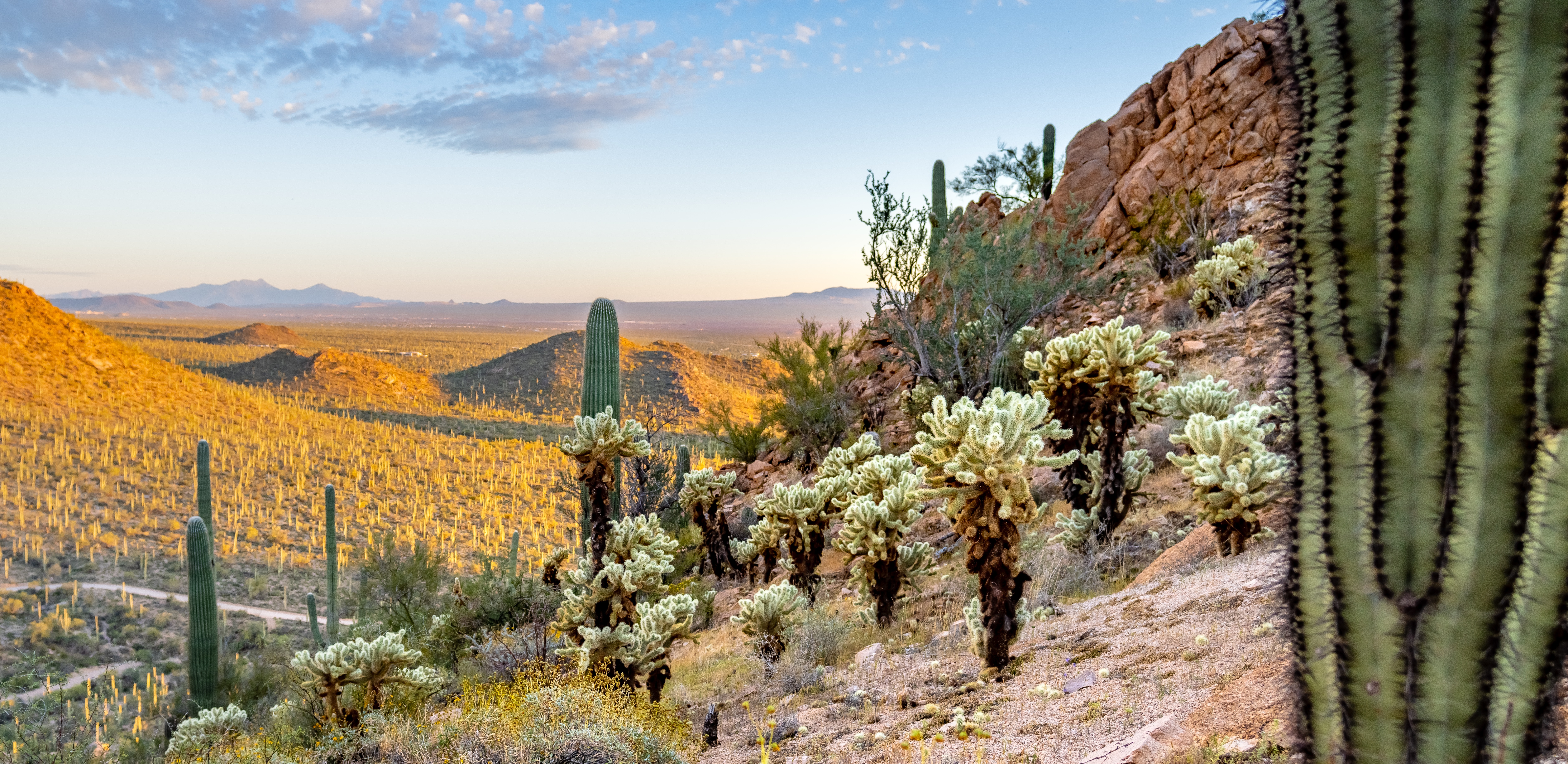 Sunset at Saguaro National Park